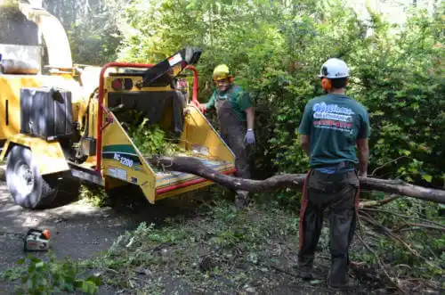 tree services Rainbow City